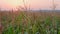 Rural field on farm land at sunset. Slow motion.