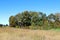 Rural field and group of trees in autumn