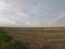 Rural field after harvest. Evening landscape. Dusk