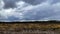 Rural field landscape in cloudy weather. wild field and forest on the horizon. Stormy sky with blue gloomy clouds