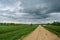 Rural field of plants and shrubs. Dirt road. Deciduous forest. There are thick clouds