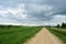 Rural field of plants and shrubs. Dirt road. Deciduous forest. There are thick clouds