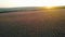 Rural field on purple background sunrise. Shot. Top view of beautiful purple fields of lavender on background of horizon