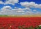 The rural field with red garden buttercups