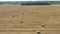 Rural field with round stacks of straw collected in rolls after combine aerial