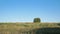 Rural field with single lonely Bush on Horizon under blue sky