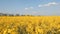 Rural field in spring evening