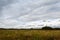 Rural field with tall yellow wild grass and wildflowers in early autumn