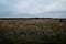 Rural Florida Landscape of Marsh, Scrub Forest, and Pine Flatwoods