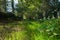 Rural footpath with green vegetation France