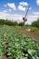 Rural garden bed of cabbage well under blue sky