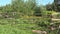 Rural garden fenced with wooden tree log fence with greenhouse and plants growing. Panorama. 4K