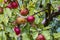 Rural garden. In the frame ripe red apples on a tree