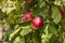 Rural garden. In the frame ripe red apples on a tree