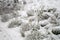 The rural garden in winter with lavender and roses covered with snow.