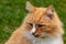 Rural ginger and white adult cat siting on field and listens carefully