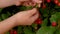 Rural girl picking cherry berries in the garden. Rural life. Hands close up