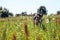 Rural goat grazes in green meadow