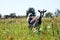 Rural goat grazes in green meadow