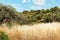 Rural Greek Landscape, Long Grass and Olive Trees, Greece