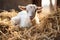 Rural green baby animals cute farming sun domestic landscape grass goat