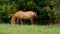 Rural horses graze on a mountainside