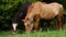 Rural horses graze on a mountainside