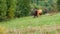 Rural horses graze on a mountainside