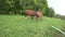 Rural horses graze on a mountainside