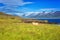 Rural icelandic bright summer daytime landscape with sheep, green grass, mountains and blue sky, Iceland countryside