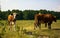 Rural idyll cow interest forest field