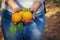 Rural image of a woman picks oranges in the citrus plantation.
