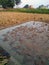 Rural individual farmland, the drought just passed, a small amount of water accumulated in the farmland