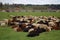 Rural and industrial. Lambs grazing near a highway