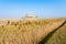 Rural Italian landscape from Po river lagoon.