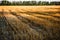 Rural landscape, agricultural natural background with copy space. Mown wheat field with rows of mown straw stubble