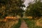 Rural landscape, an alley of fruit trees with green leaves at sunset, through which goes a sandy walking trail with golden