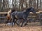 Rural landscape and animals. Walking adult horses of brown and gray color.