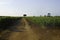 Rural landscape on Apulia between Ostuni and Brindisi