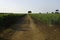 Rural landscape on Apulia between Ostuni and Brindisi