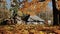 Rural landscape in autumn. Straw near the barn. Yellow leaves in sunlight. Shooting in motion with electronic