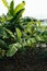 Rural landscape banana palm field. Organic fields background.