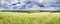 Rural landscape, banner, panorama - blooming buckwheat field