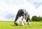 Rural landscape. Beautiful  Dutch Draft horse  grazing in a meadow in spring