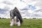 Rural landscape. Beautiful  Dutch Draft horse  grazing in a meadow in spring