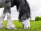 Rural landscape. Beautiful  Dutch Draft horse  grazing in a meadow in spring