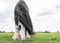 Rural landscape. Beautiful  Dutch Draft horse  grazing in a meadow in spring