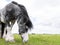 Rural landscape. Beautiful  Dutch Draft horse  grazing in a meadow in spring