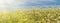 Rural landscape - blooming buckwheat field under the summer sky