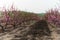 Rural landscape, blooming peach garden